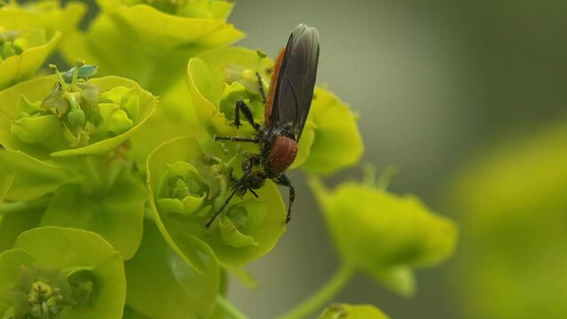 Soldier flies, Stratiomyidae, sitting on yellow flowers swaying in summer wind. View macro insect in wildlife