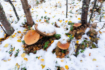 Large edible Boletus mushrooms covered with the first snow of the autumn in Lapland, Northern Finland