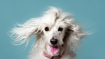 Portrait of a joyful long-haired dog - obrazy, fototapety, plakaty