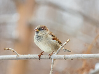 Sparrow sits on a branch without leaves.