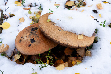 Obraz na płótnie Canvas Large edible Boletus mushrooms covered with the first snow of the autumn in Lapland, Northern Finland