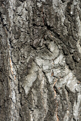 Common birch bark detail