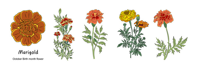 Marigold October Birth month flower colorful vector illustrations set isolated on white background. Floral Modern minimalist design for logo, tattoo, wall art, poster, packaging, stickers, prints.  - obrazy, fototapety, plakaty