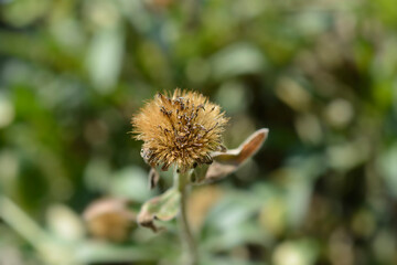 Alpine aster seed head