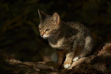 Obraz premium Wild Cat Enjoying the Sun in the Natural Environment