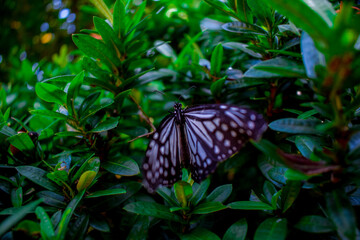 A butterfly on a bush.