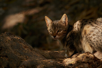 Curious Cat in the Natural Environment