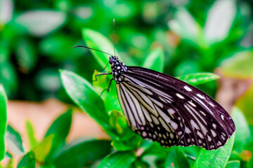 A butterfly on a bush.