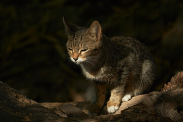 Kitten resting on a log in the middle of the forest