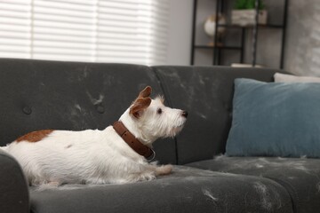 Cute dog lying on sofa with pet hair at home