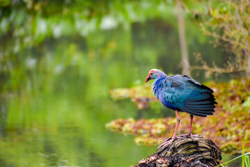 A swamphen bird in a wetland. Diyasaru Park, Sri Jayawardanapura, Sri Lanka.