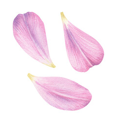 Tulip petal spring blossom on white banner. Flower flying background. Pink rose composition. Beauty Spa product frame. 
Valentine romantic card. Light delicate pastel design.