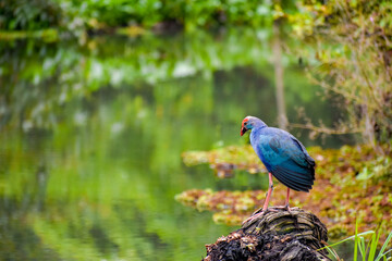 A swamphen bird in a wetland. Diyasaru Park, Sri Jayawardanapura, Sri Lanka.