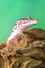 The leopard gecko or common leopard gecko (Eublepharis macularius) is a ground-dwelling lizard native to the rocky dry grassland and desert regions
