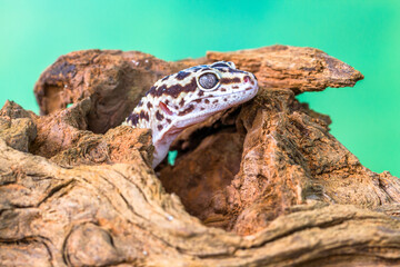 The leopard gecko or common leopard gecko (Eublepharis macularius) is a ground-dwelling lizard native to the rocky dry grassland and desert regions