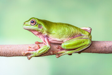 White's tree frog (Litoria caerulea), also known as the Australian green tree frog, simply green tree frog in Australia, or dumpy tree frog