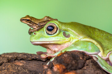 White's tree frog (Litoria caerulea), also known as the Australian green tree frog, simply green tree frog in Australia, or dumpy tree frog