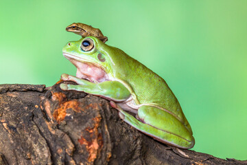 Obraz premium White's tree frog (Litoria caerulea), also known as the Australian green tree frog, simply green tree frog in Australia, or dumpy tree frog