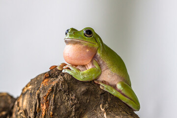 White's tree frog (Litoria caerulea), also known as the Australian green tree frog, simply green tree frog in Australia, or dumpy tree frog