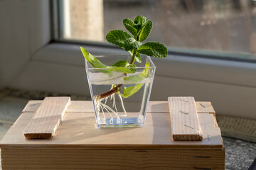 Sprig of mint with roots in glass of water. Mentha piperita. Planting material - rooted peppermint...