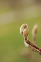 Magnolia buds in spring.