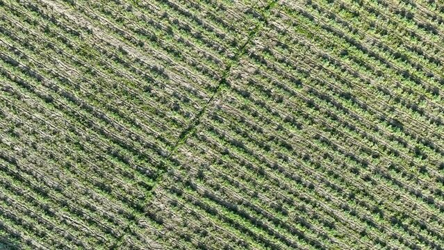 Aerial view of artichoke seedlings and drip system in the artichoke field with drone