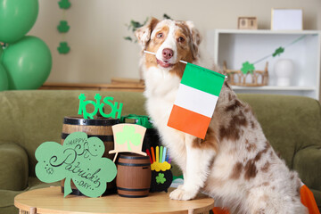 Cute Australian Shepherd dog with Irish flag and barrels on table at home. St. Patrick's Day...