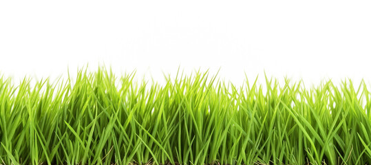 Green grass border isolated on white background.  