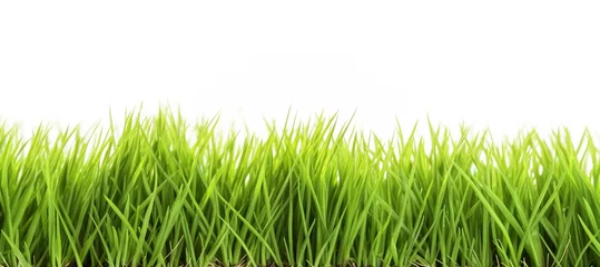 Tuinposter Green grass border isolated on white background.   © BlazingDesigns