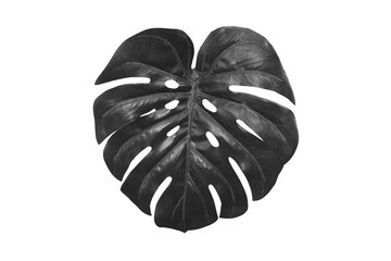 Black monstera leaf on white background