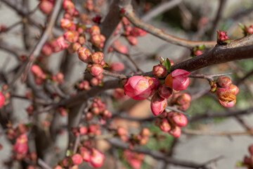 Unopened flower buds on fruit tree froze due to frost (short-term negative temperature). Topic - protect garden from spring frosts, care of fruit trees. Quince. Chaenomeles