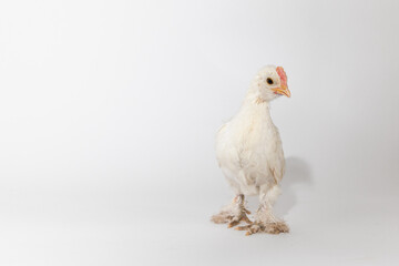 white chicken on a white background