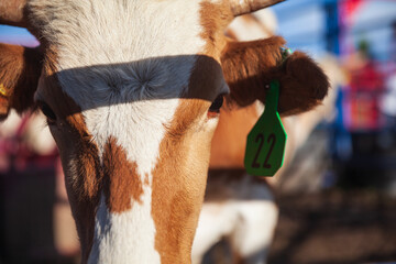 close up of a steer