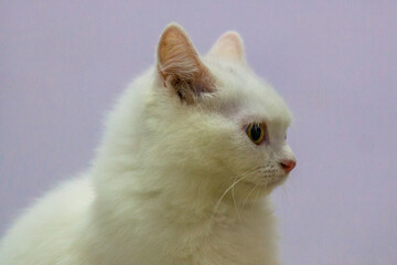The Persian cat, also known as the Persian Longhair, is a long-haired breed of cat characterised by...