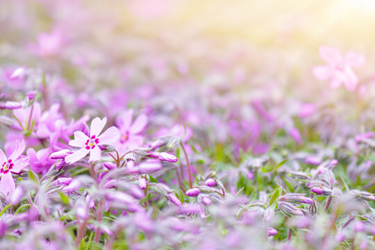 Close-up of pink Moss phlox flowers pink verbena on a blurred background.