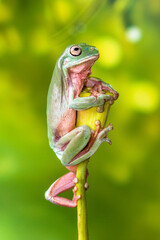 White's tree frog (Litoria caerulea), also known as the Australian green tree frog, simply green...