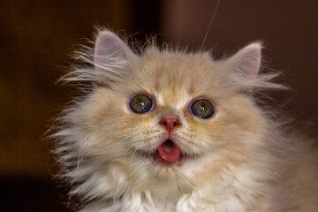 The Persian cat, also known as the Persian Longhair, is a long-haired breed of cat characterised by...