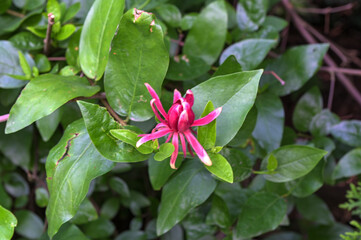 Summer Red Flowering Bush of Calycanthus Occidentalis