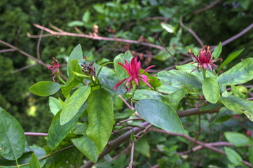Obraz premium Summer Red Flowering Bush of Calycanthus Occidentalis