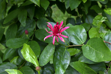 Summer Red Flowering Bush of Calycanthus Occidentalis
