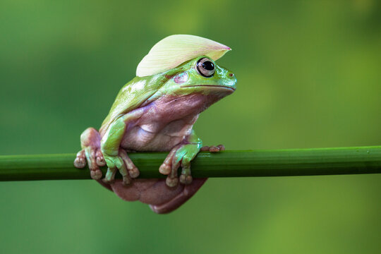 White's tree frog (Litoria caerulea), also known as the Australian green tree frog, simply green tree frog in Australia, or dumpy tree frog