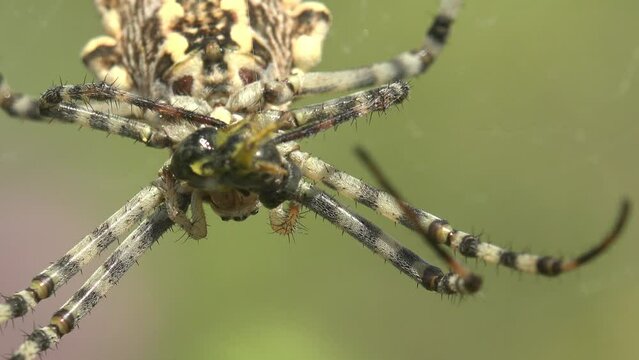 Spider hangs on web and holds bee in its paws.  Argiope lobata is species of spider belonging to family Araneidae. Silver abdomen is marked with black and red spots and carries deep furrows