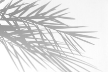 Realistic shadow from tropical plants palm leaf on white background