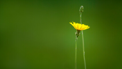 Close-up of a delicate dandelion flower, its vibrant yellow petals contrast with the green leaves...
