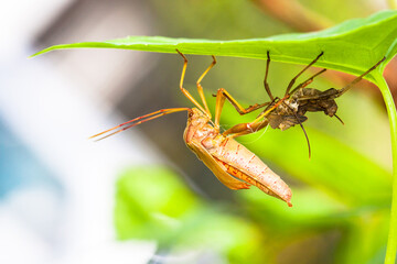 Leptocorisa oratoria, the rice ear bug, is an insect from the family Alydidae, the broad-headed bugs

