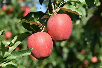 Two Large Red Apples on Tree in Foreground Focus in Summer Sunlight