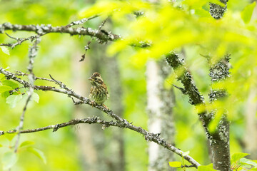 A juvenile Rustic bunting perched on a summer in Salla National Park, Northern Finland	
