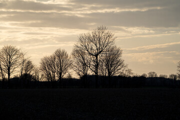 Sunset trees in early spring