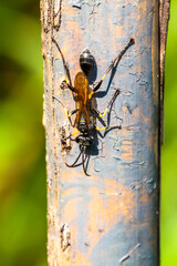 A wasp is any insect of the narrow-waisted suborder Apocrita of the order Hymenoptera which is...