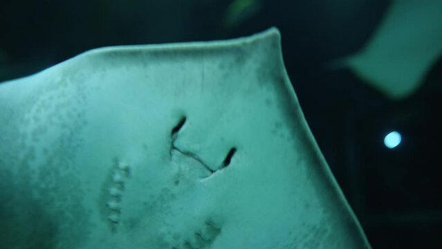 stingray in aquarium